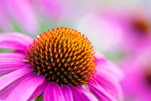 Orange Chrysanthemum flower in corner with soft green background, room for text