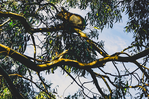 Wild australian koala