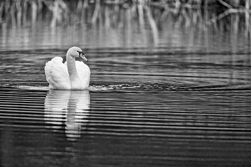 Mute Swan found in a wetland marsh located on Vancouver Island, British Columbia