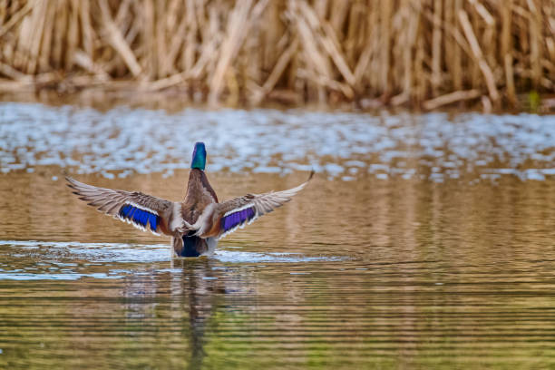 istock Birds on Vancouver Island British Columbia 1385239260
