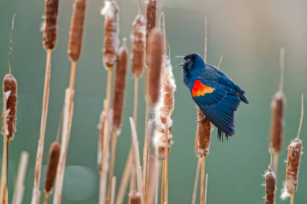 istock Birds on Vancouver Island British Columbia 1385239261