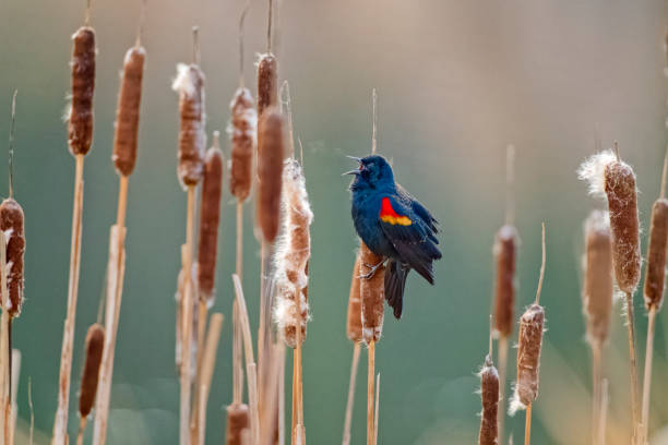 istock Birds on Vancouver Island British Columbia 1385239265