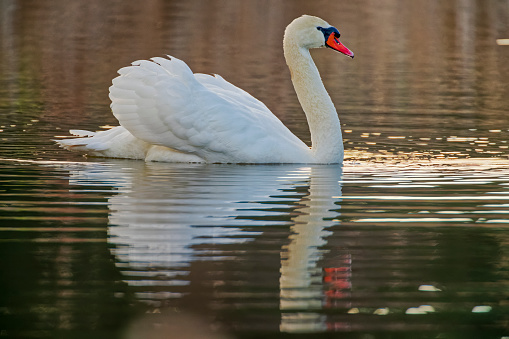 An above view of a male mute swan grooming himself atop a calm lake. Taken on a cloudy spring day in Toronto, Ontario, Canada.