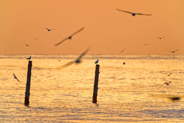 Seagulls found flocking on the coast of Vancouver Island at sunrise, British Columbia