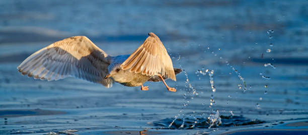Birds on Vancouver Island British Columbia