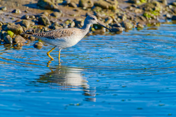 Greater Yellowlegs bird along a shoreline located on Vancouver Island, British Columbia