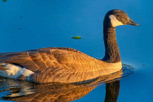 Canada Goose along a shoreline located on Vancouver Island, British Columbia