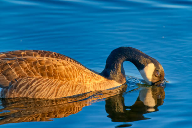 Canada Goose along a shoreline located on Vancouver Island, British Columbia