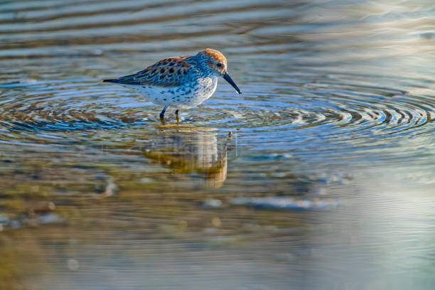 Western Sandpiper bird along a shoreline located on Vancouver Island, British Columbia