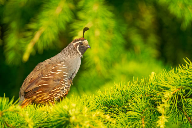istock Birds on Vancouver Island British Columbia 1385239400