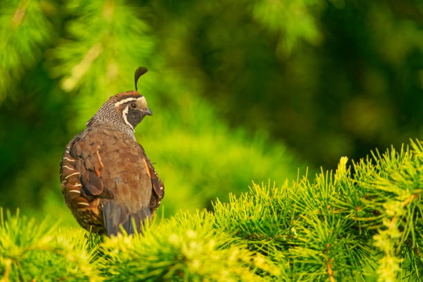istock Birds on Vancouver Island British Columbia 1385239413