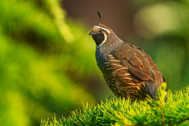 California Quail Bird foraging on Vancouver Island, British Columbia