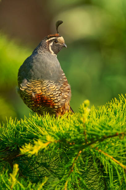 California Quail Bird foraging on Vancouver Island, British Columbia