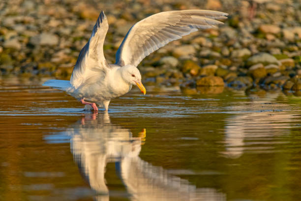 A seagull takes off from the sandy shore, spreading its wide wings above the foamy water, its reflection still faintly visible on the wet beach surface.
