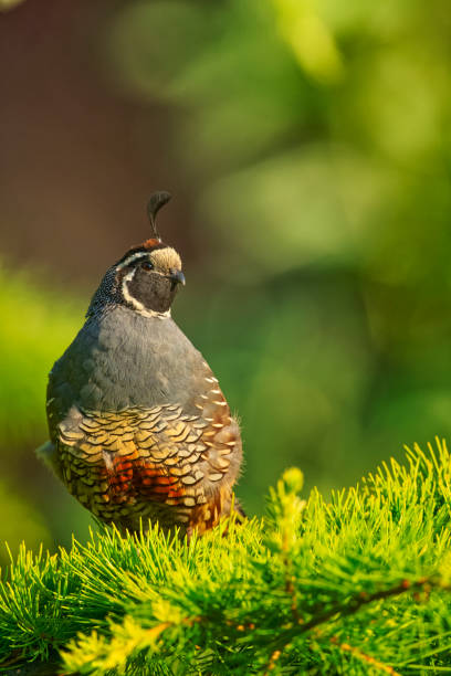 istock Birds on Vancouver Island British Columbia 1385241047