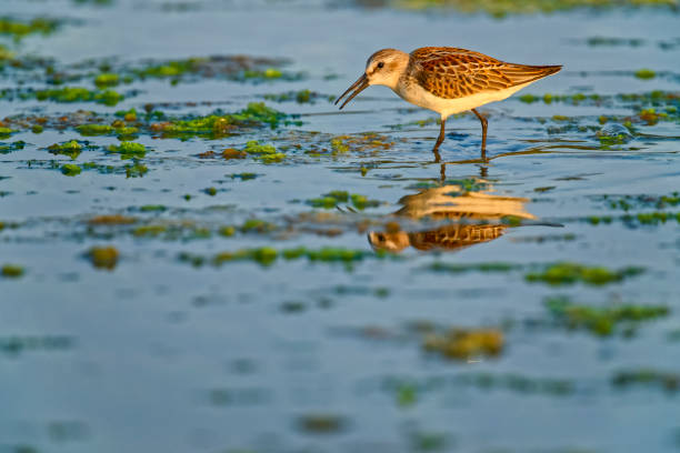 istock Birds on Vancouver Island British Columbia 1385241559