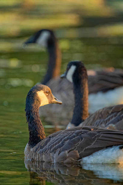 istock Birds on Vancouver Island British Columbia 1385241574