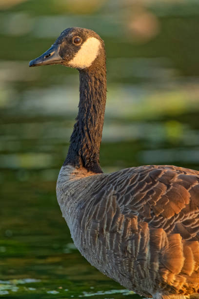 istock Birds on Vancouver Island British Columbia 1385241575