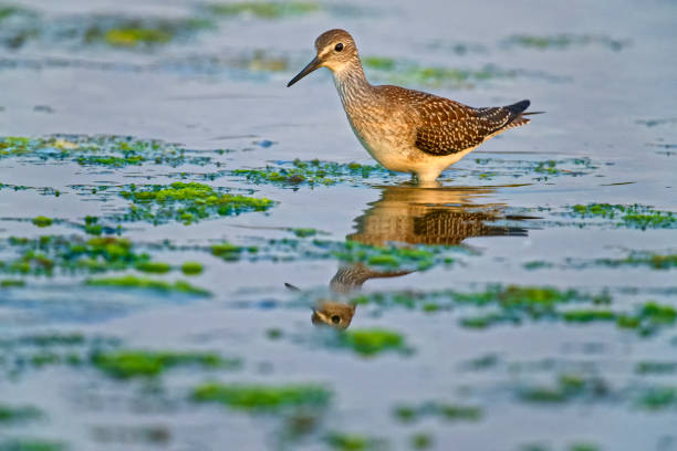 Greater Yellowlegs bird along a shoreline located on Vancouver Island, British Columbia