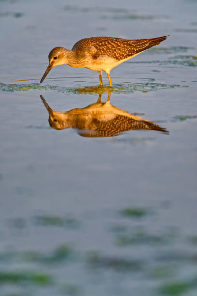 istock Birds on Vancouver Island British Columbia 1385241595