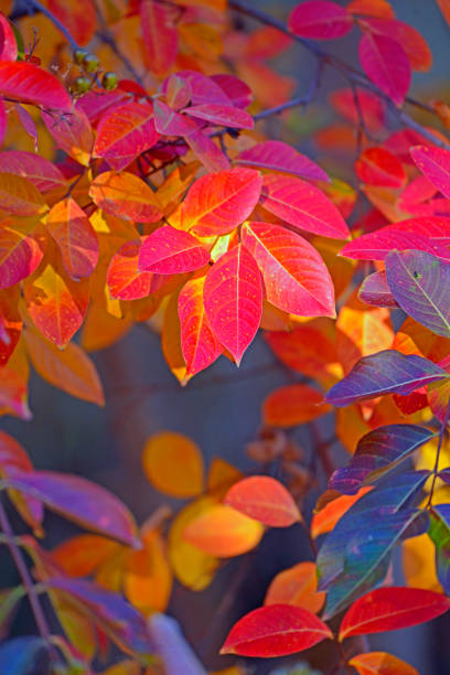 Multi-colored leaves from a tree with a soft focus background.