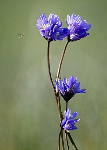 Flowering Blue Dick with tiny native bees.