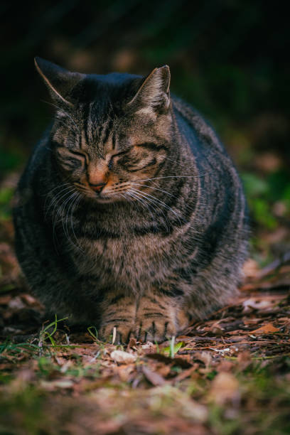 istock Brown colored stray cat at the park, Jan. 2022 1385255355
