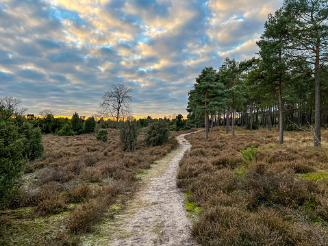 A path through the heathland in cold weather in winter in Germany.