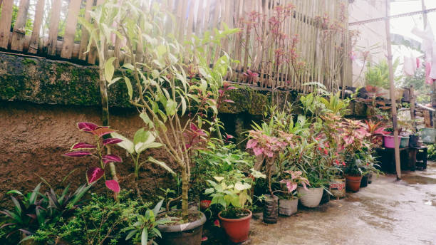 istock home garden with green plants 1385260706