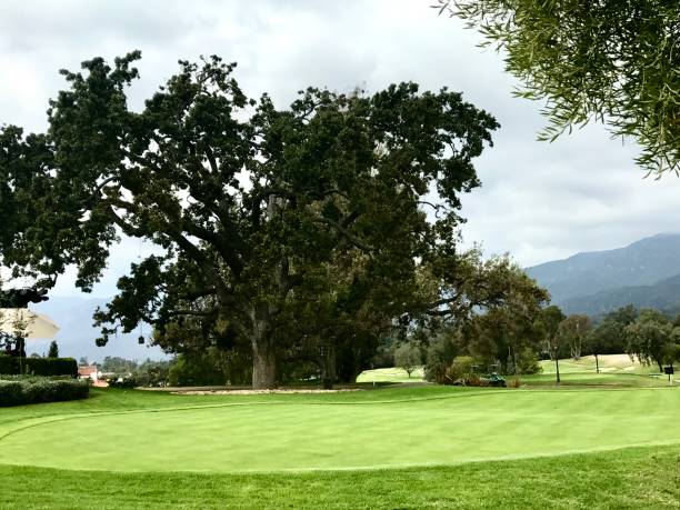 un grand arbre et des montagnes derrière un green sur un terrain de golf - lawn desert golf california photos et images de collection