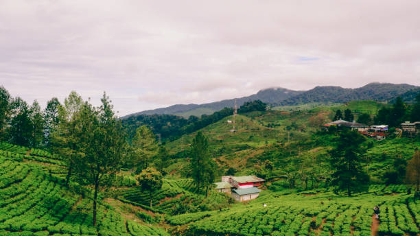 istock Green tea plantation in the morning 1385260893