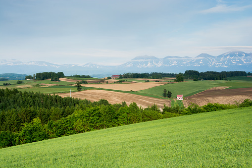 Summer hilly field and mountain range with residual snow