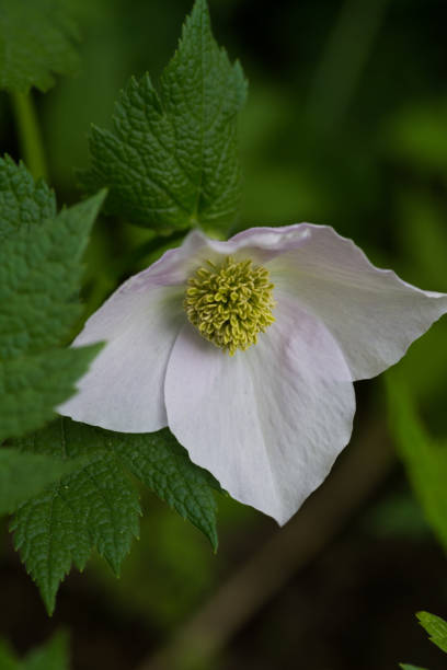 istock Beautiful white flowers blooming in spring mountains 1385264314