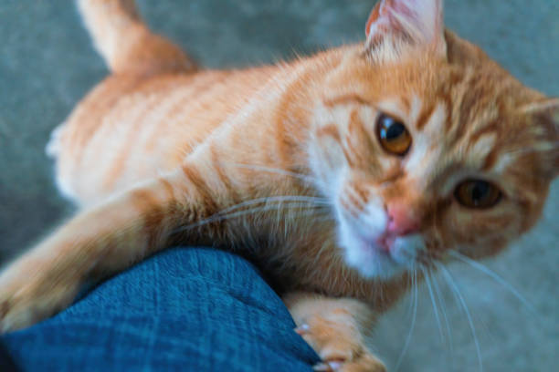 istock A yellow cat climbing on a human’s leg 1385269044