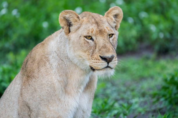 Lion (Panthera leo) female. Ndutu region of Ngorongoro Conservation Area, Tanzania, Africa