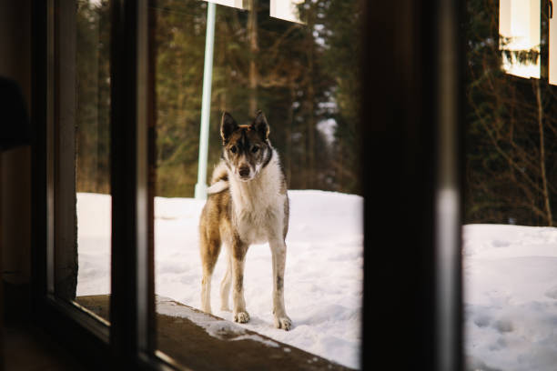 Pet dog looking inside the mountain cabin during winter.
