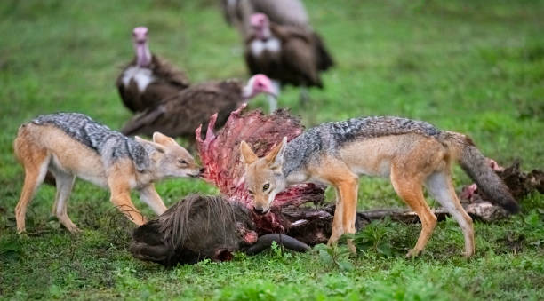 Jackals Scavenging a Wildebeest Carcass Black-backed Jackals (Canis mesomelas) and Rüppell's Vulture (Gyps rueppelli) at a Wildebeest carcass. jackals stock pictures, royalty-free photos & images