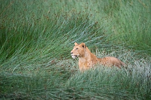 Female Lion, photographed in the Maasai Mara Reserve