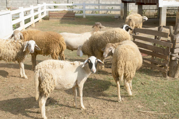 istock Many sheep raised on the farm 1385277034