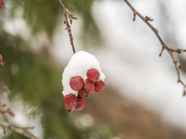 istock Frozen red apples covered with snow on a branch on a blured background 1385277201