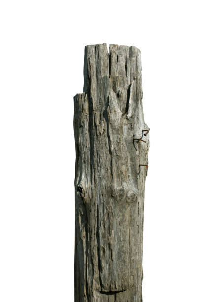 istock old wooden pole isolated on white background 1385278006