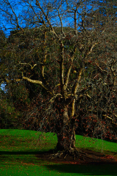 istock Leafless tree trunk and branches dappled by sunlight during golden hour 1385279776
