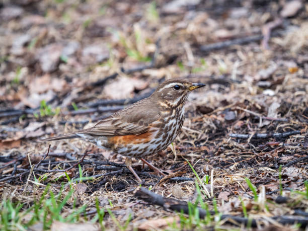 istock Wood bird Redwing, Turdus iliacus, on a sprng lawn. 1385280838