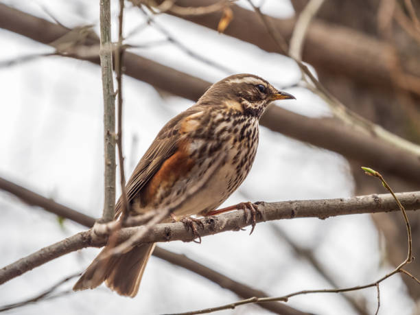istock Wood bird Redwing, Turdus iliacus, sits on tree branch 1385280854