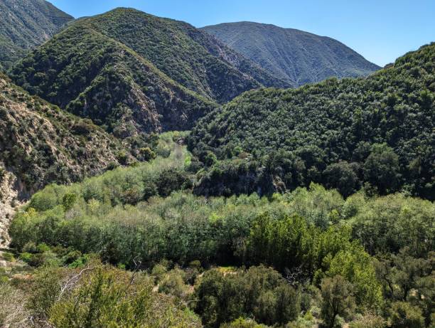 Pine Canyon in the San Gabriel Mountains, California