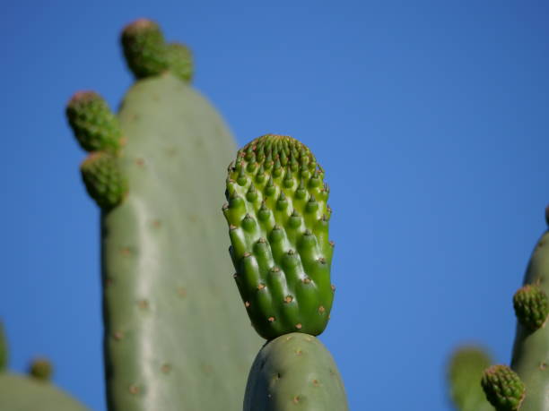 Opuntia, aka Prickly Pear Cactus stock photo