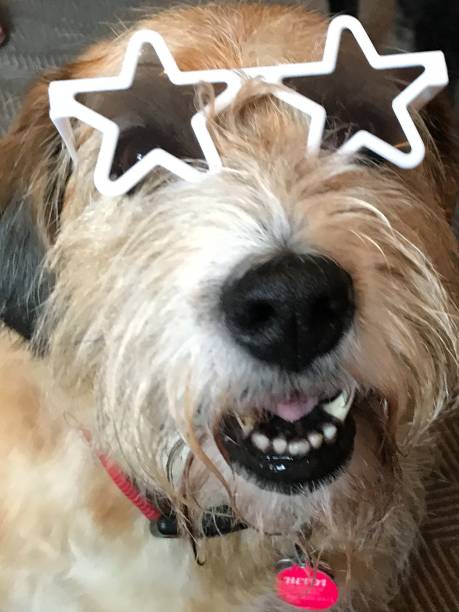 istock Yellow mixed breed dog wearing star shaped sunglasses 1385285831