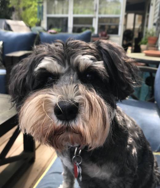 istock Scrappy faced Schnauzer sitting outside looking at camera 1385286354