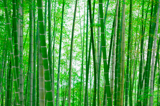 Thick bamboo forest texture background shot with leaves