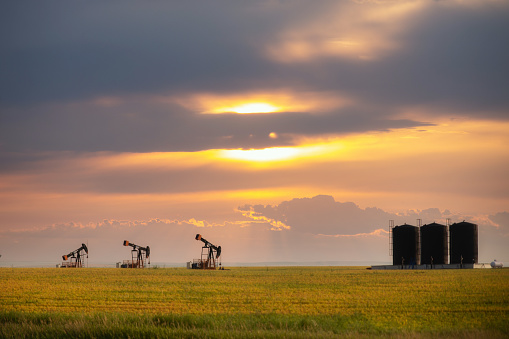 Three crude oil pump jacks and storage tanks in a canola field in a summer countryside landscape